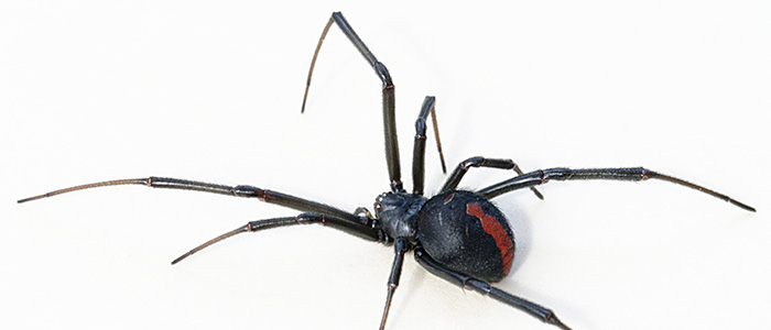 Att skapa ett spel 2 pre web